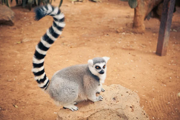 Carino lemure coda ad anello — Foto Stock