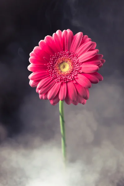 煙の中でピンクのガーベラの花 — ストック写真