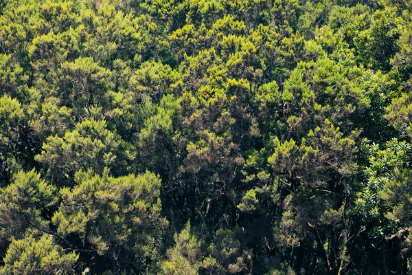 Abeto árvores fundo — Fotografia de Stock