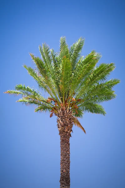 Mooie palmboom tegen blauwe hemelachtergrond — Stockfoto