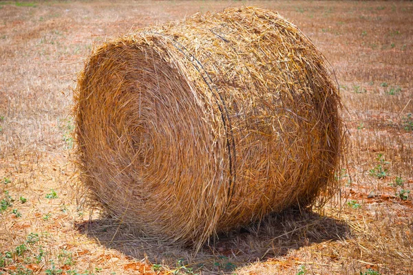 Hay bales on the field — Stock Photo, Image