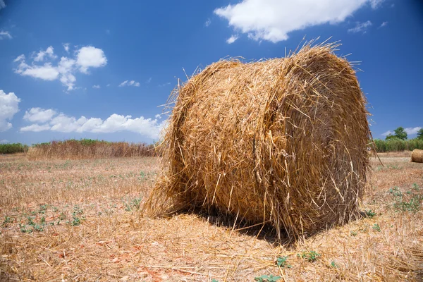 Hay bales on the field — Stock Photo, Image