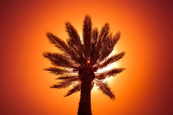 Palmträdssiluett — Stockfoto