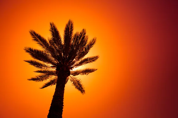 Palmensilhouette — Stockfoto