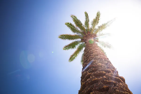 Vackra palmträd mot solig blå himmel — Stockfoto