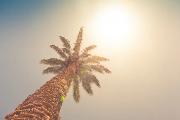 Palmeira contra céu ensolarado, estilo retro — Fotografia de Stock