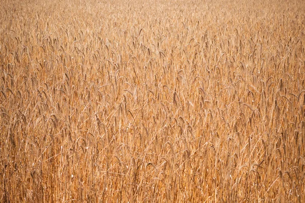 Rogge veld — Stockfoto