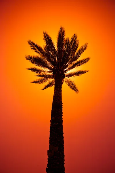 Palm tree silhouette — Stock Photo, Image