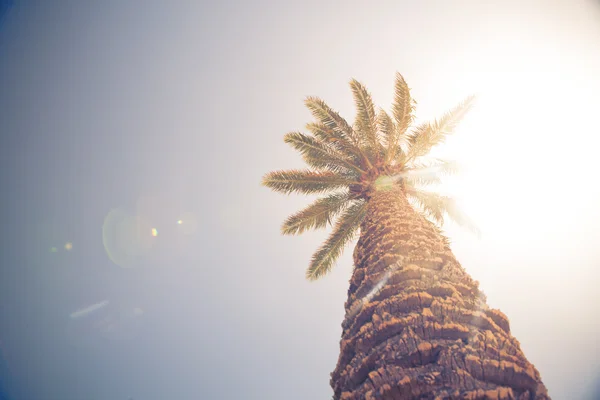 Palmboom tegen zonnige hemel, retro stijl — Stockfoto