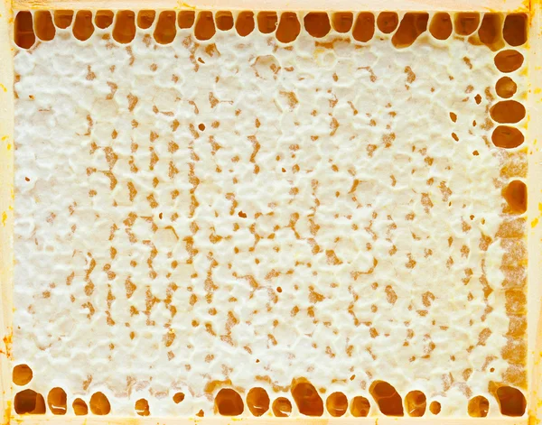 Naturlig honeycomb voks tekstur - Stock-foto