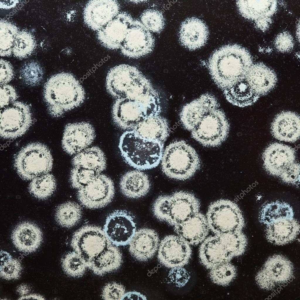 Грибы Под Микроскопом Фото
