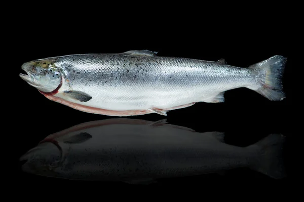 Peixe de salmão contra fundo preto com reflexão — Fotografia de Stock