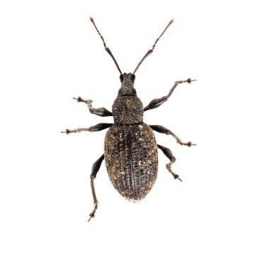 hata üzerinde beyaz izole