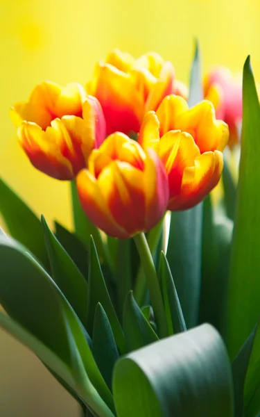 Tulipanes rojos con amarillo medio ambi — Zdjęcie stockowe