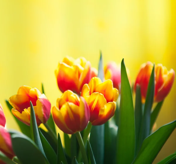 Tulipanes rojos con ambiente amarillo — Foto de Stock