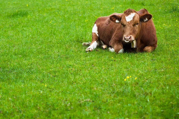 Cow laying down on the meadow — Stock Photo, Image