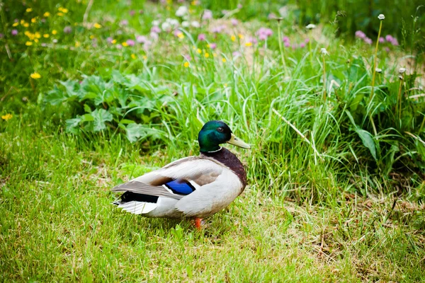 在绿色的自然环境下的野鸭 — 图库照片