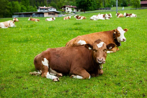 Cows laying down on the meadow — Stock Photo, Image