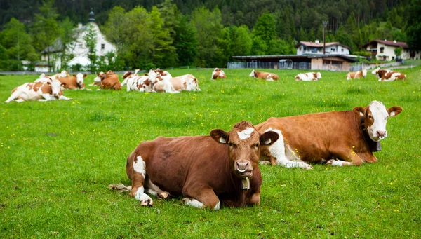 Vacas deitadas no prado — Fotografia de Stock