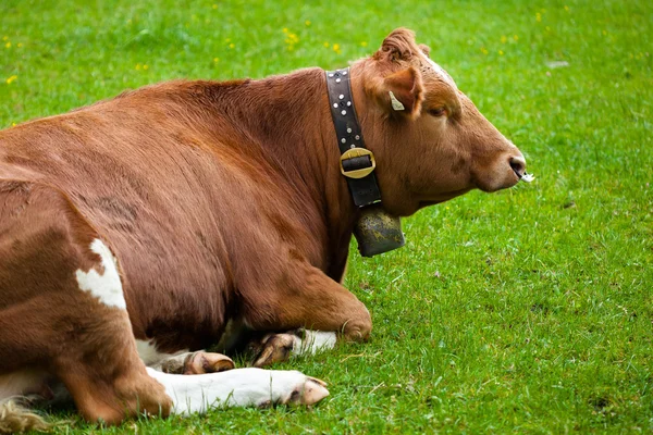 Cow laying down on the meadow — Stock Photo, Image