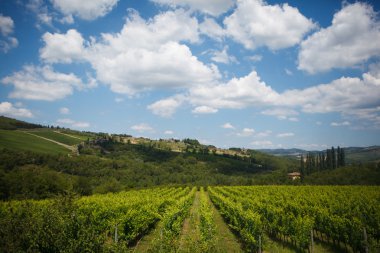rows of Sangiovese grapes in Tuscany, Italy clipart