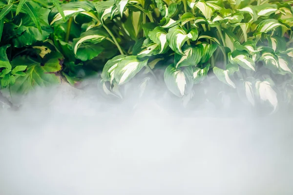 Hojas Verdes Plantas Agua Niebla Naturaleza Abstracta Ambiente Fondo —  Fotos de Stock