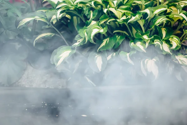 Πράσινα Φύλλα Του Φυτού Νερού Και Ομίχλη Αφηρημένο Περιβάλλον Της — Φωτογραφία Αρχείου