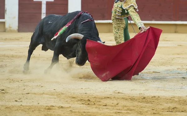 Bullfighting. — Stock Photo, Image