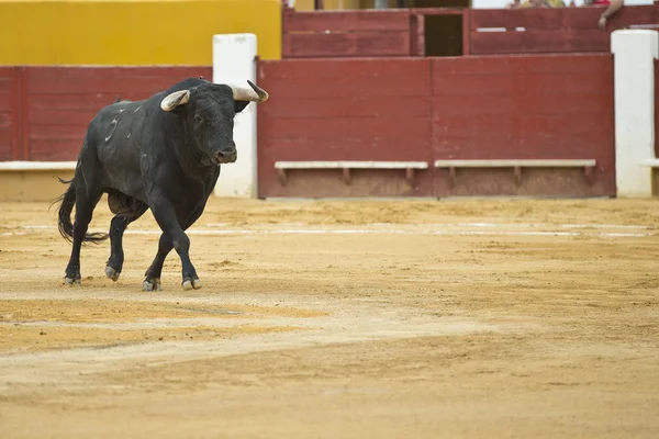 Adu banteng . — Stok Foto