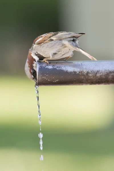 Pardal água potável . — Fotografia de Stock