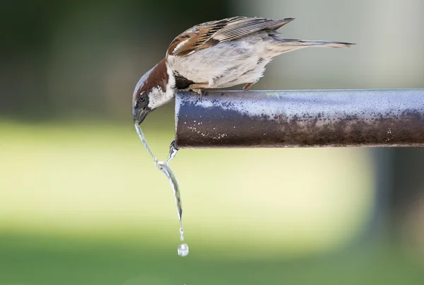 Passero acqua potabile . — Foto Stock