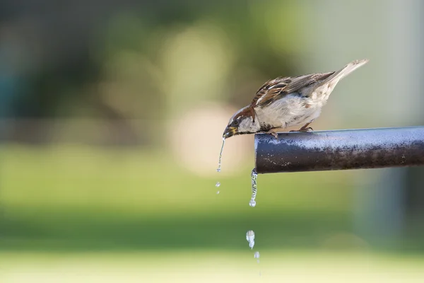 Passero acqua potabile . — Foto Stock