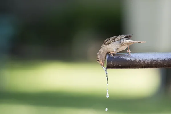 Sparrow drinking water. — Stock Photo, Image