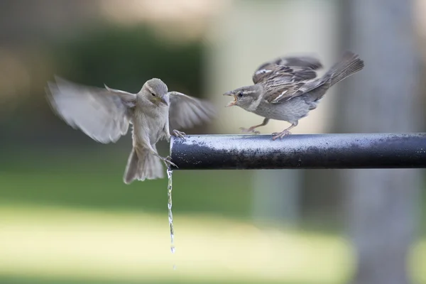 Passeri acqua potabile . — Foto Stock