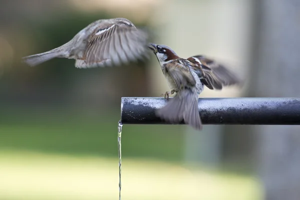 Sparrows drinking water. — Stock Photo, Image