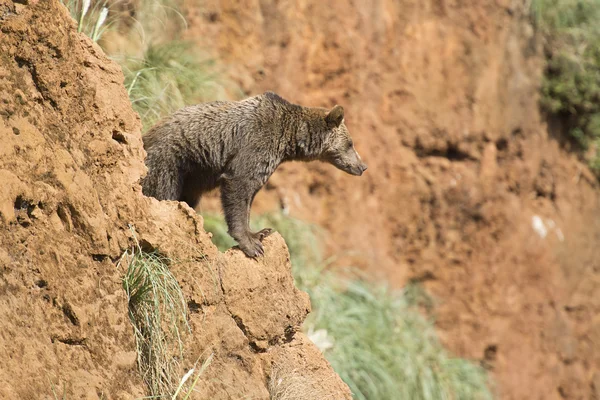 Grande urso marrom escalando um penhasco . — Fotografia de Stock