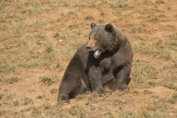 Big brown bear opening his mouth. — Stock Photo, Image