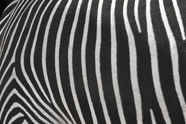 Textuur van de huid van een zebra. — Stockfoto