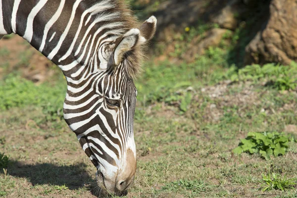 Zebra hlava — Stock fotografie