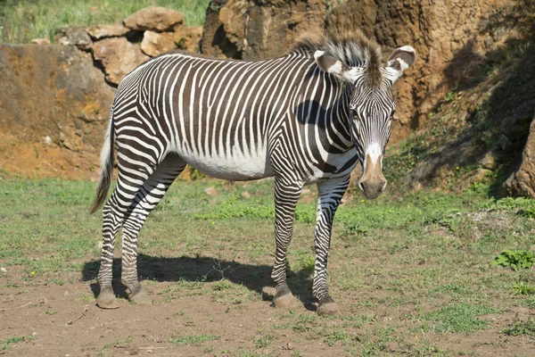 Zebra. — Fotografia de Stock