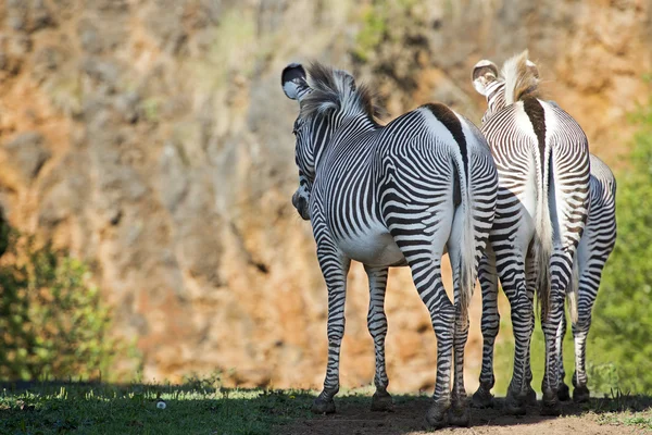 Zebras — Stockfoto