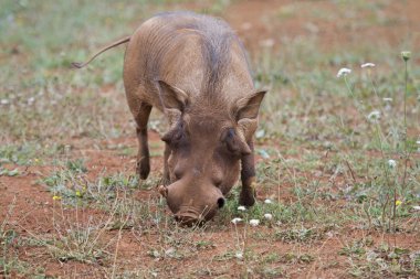 çim yeme warthog