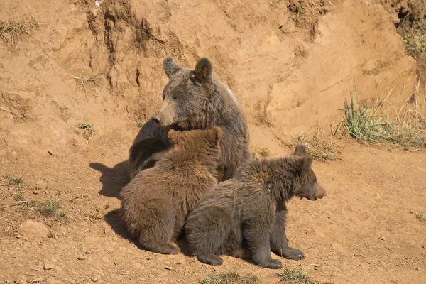 Ведмідь з її дитинчатами — стокове фото