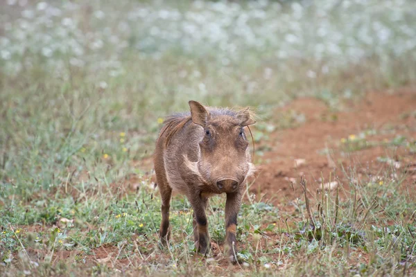 Warzenschwein — Stockfoto