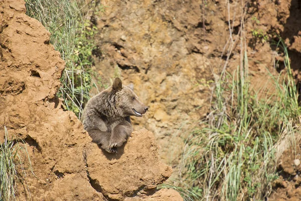 Big brown bear resting on the top of a cliff — Stock Photo, Image