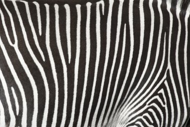 bir zebra deri dokusuna.