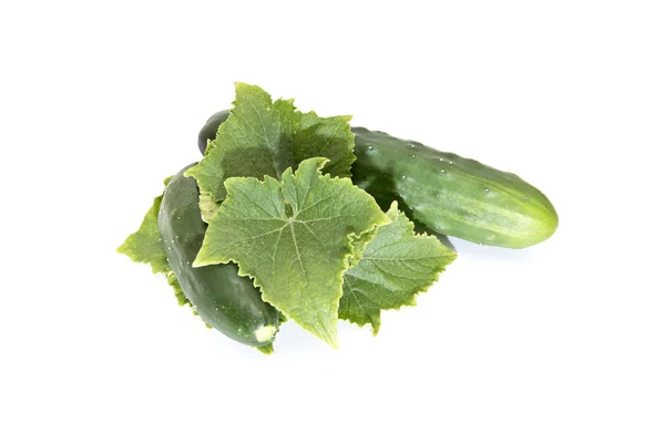 Pepinos con hojas aisladas en blanco — Foto de Stock