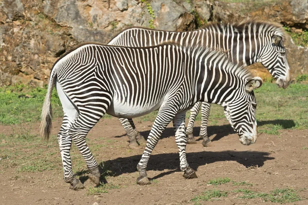 Twee Zebra 's — Stockfoto