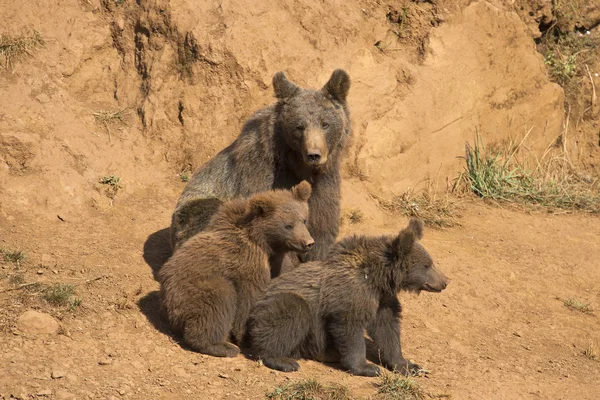 Bear looking after her cubs. — Stock Photo, Image