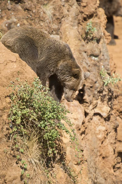 Big brown bear climbing a cliff. — Stock Photo, Image